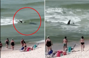 Vladimir Popov Shark Attack